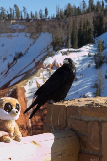 Ed das Erdmännchen, Bryce Canyon, National Park, Rabe, raven, Schnee, snow, April